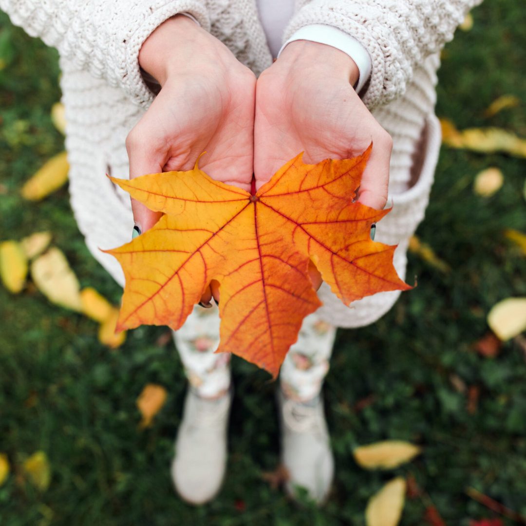 Autumn leaves in girl hands